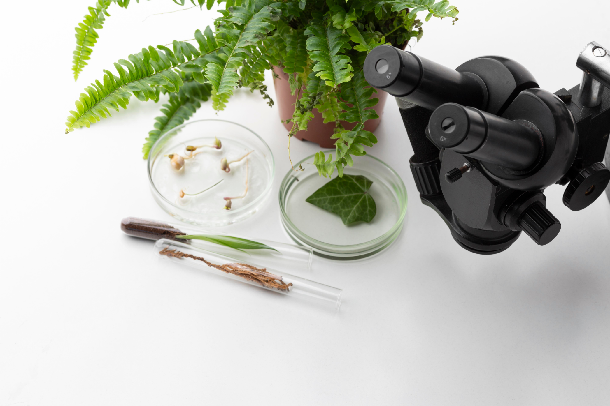 The Ecowell Promise: Wellness, Naturally