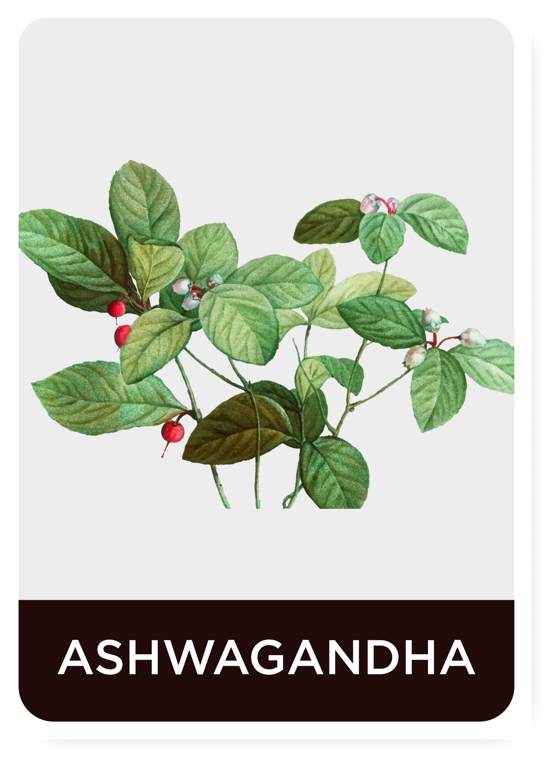 ASHWAGANDHA (Withania somnifera)