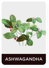ASHWAGANDHA (Withania somnifera)