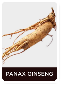 Panax Ginseng root on a white background with 'Panax Ginseng (Korean Ginseng)' text below.