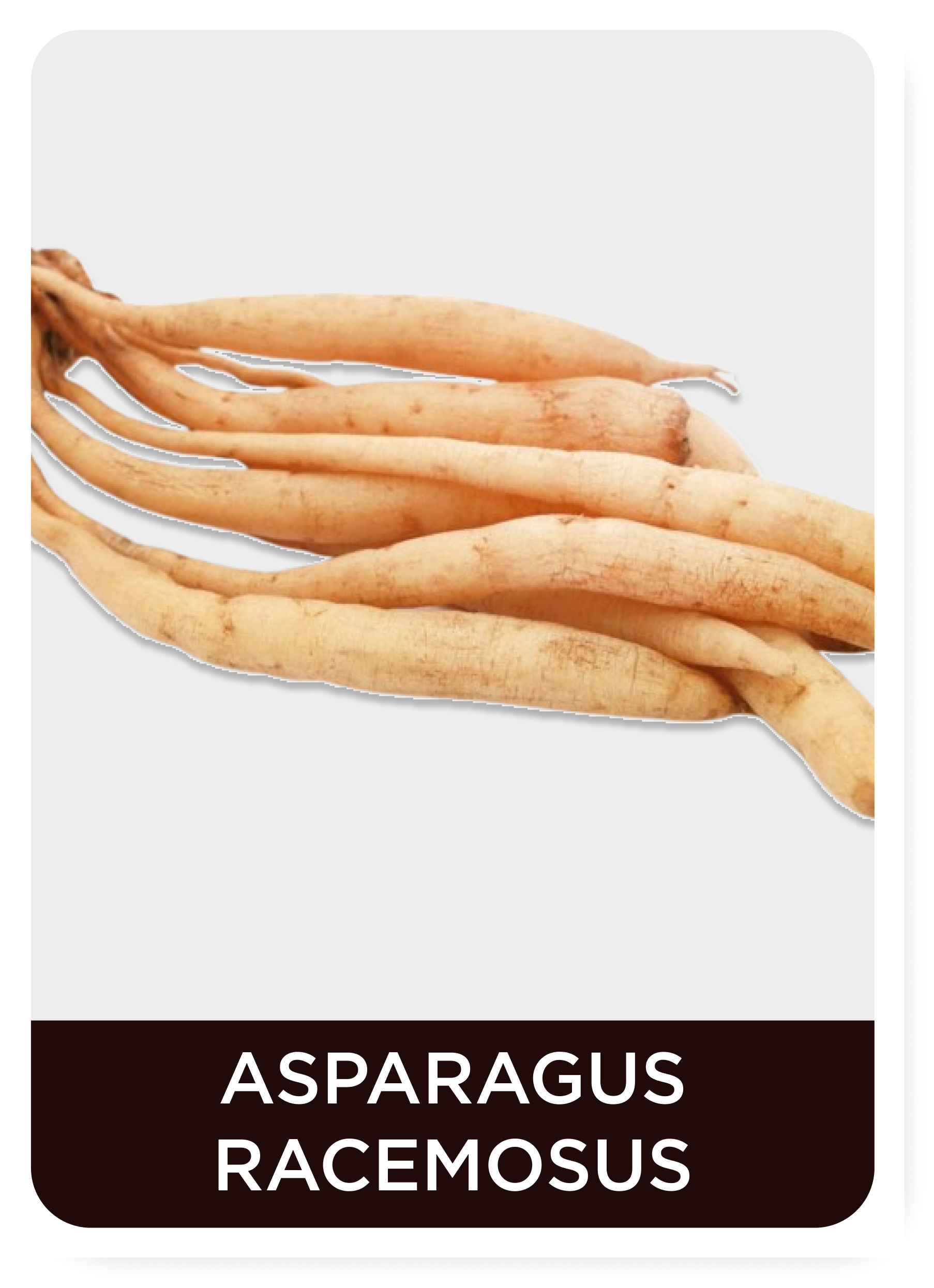 Shatavari (Asparagus racemosus)on a white background with text label