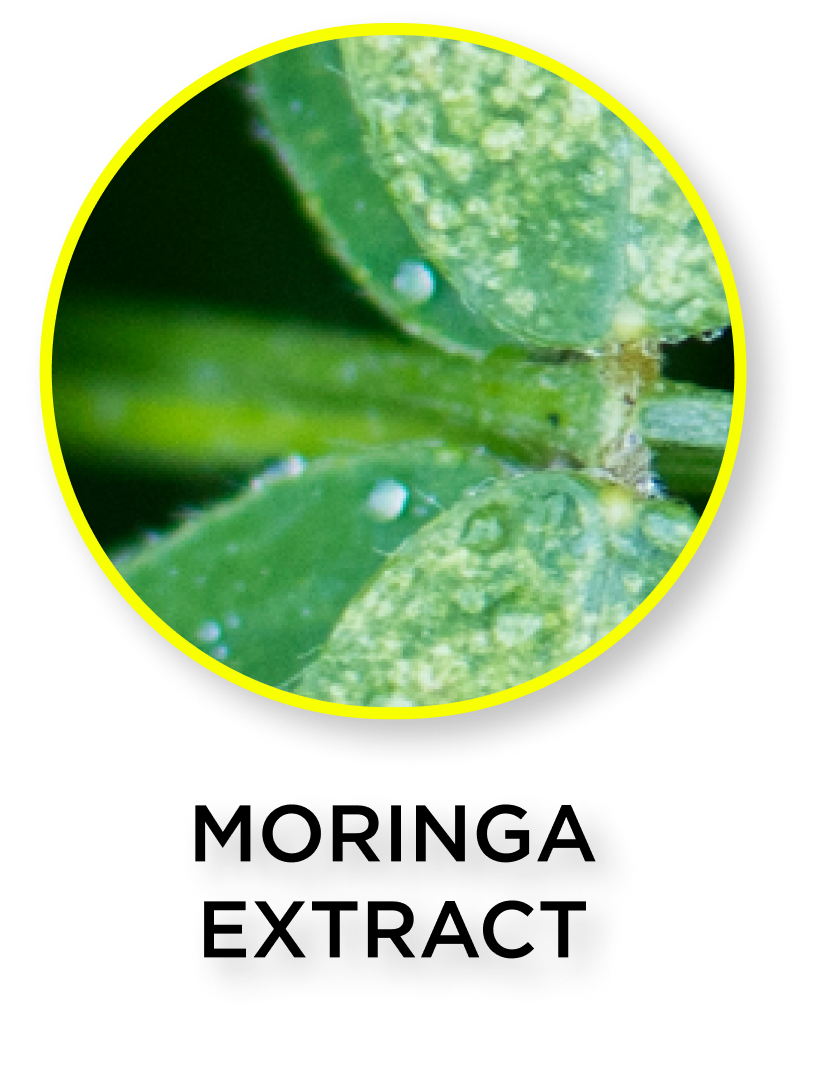 Moringa Extract (Drumstick tree or horseradish tree)