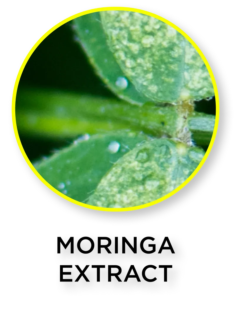 Moringa Extract (Drumstick tree or horseradish tree)