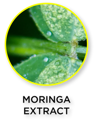 Moringa Extract (Drumstick tree or horseradish tree)